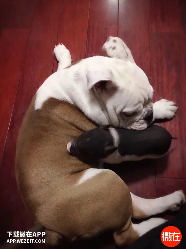 可以当宠物养的猪,猪当宠物养