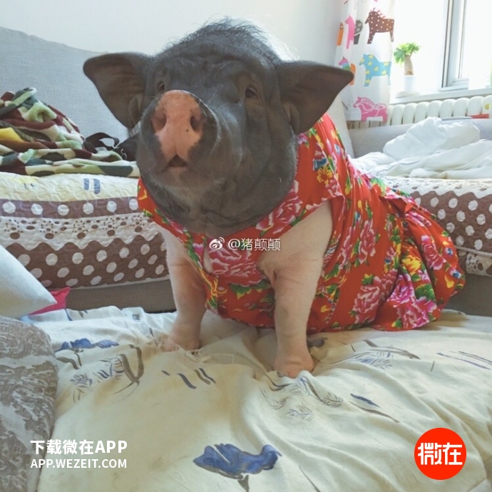 可以当宠物养的猪,猪当宠物养