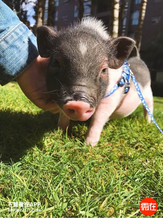 可以当宠物养的猪,猪当宠物养