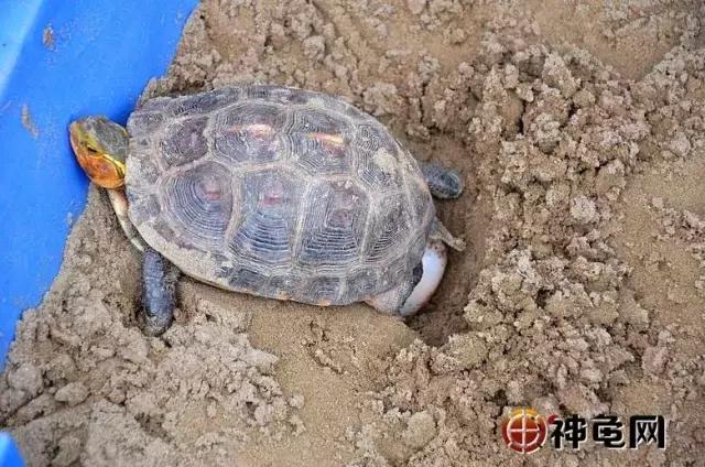 新手养蛋龟的注意事项,龟产下的蛋如何孵化