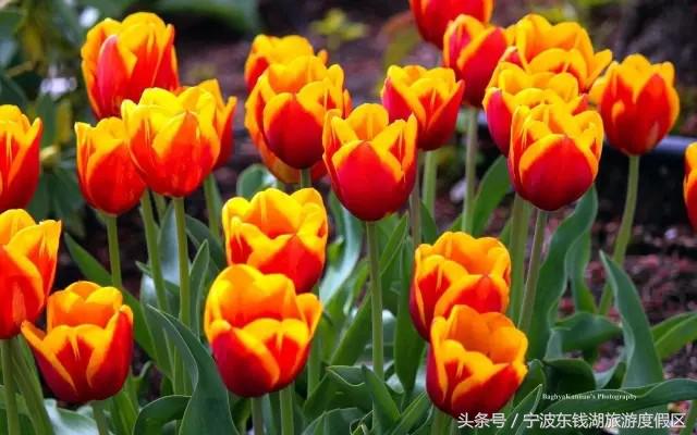 花讯播报泡汤赏花SPA住客房,只在南苑花博园!