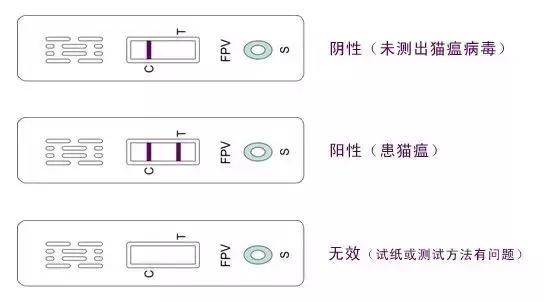 对于幼猫，为何猫瘟是头号杀手？宠物医生详解猫瘟的防与治