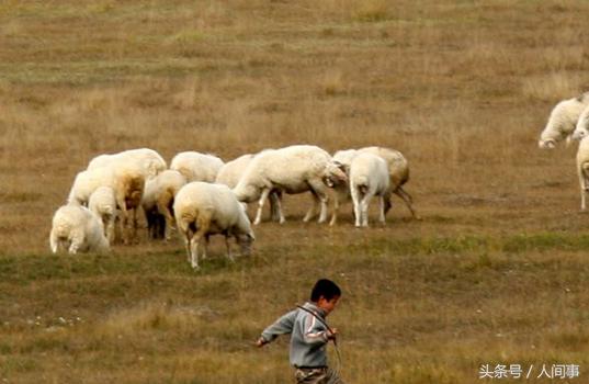 放羊娃寓言故事,放羊老头为儿子找800块金砖的故事