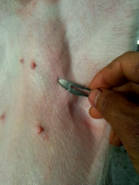 仔猪疝气怎样辨别,割仔猪疝气的正确方法