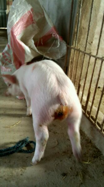 仔猪疝气怎样辨别,割仔猪疝气的正确方法