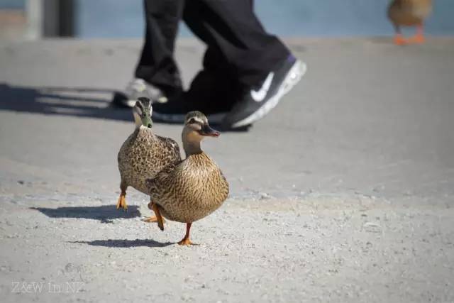 去新西兰绝对不要错过皇后镇,新西兰皇后镇自由行注意事项