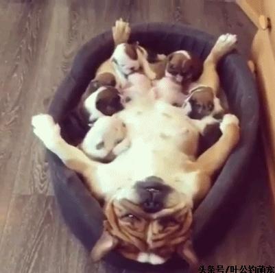 猫咪疼痛能睡着不,猫咪老是撅屁股来回蹭是怎么回事