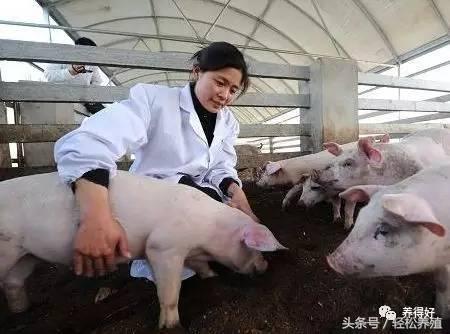 伊维菌素给猪驱虫用量是多少,兔子伊维菌素正确驱虫法