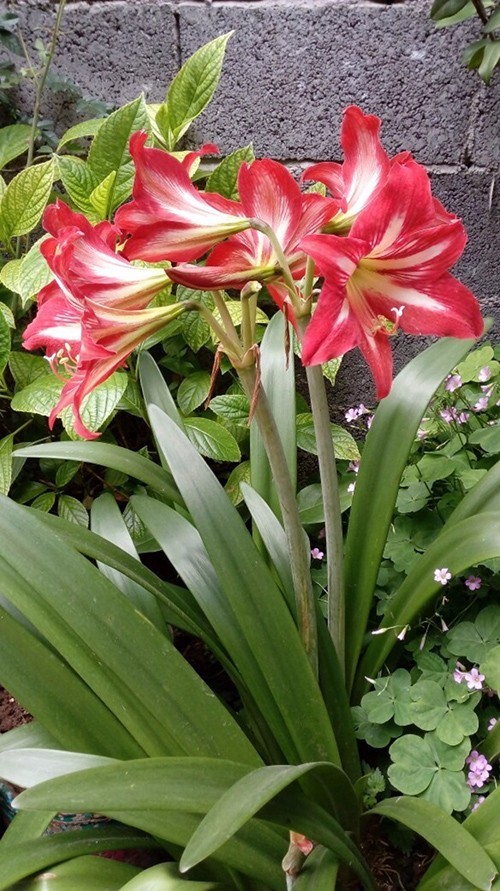 家有萌宠专治各种动物,家有萌宠专治什么病