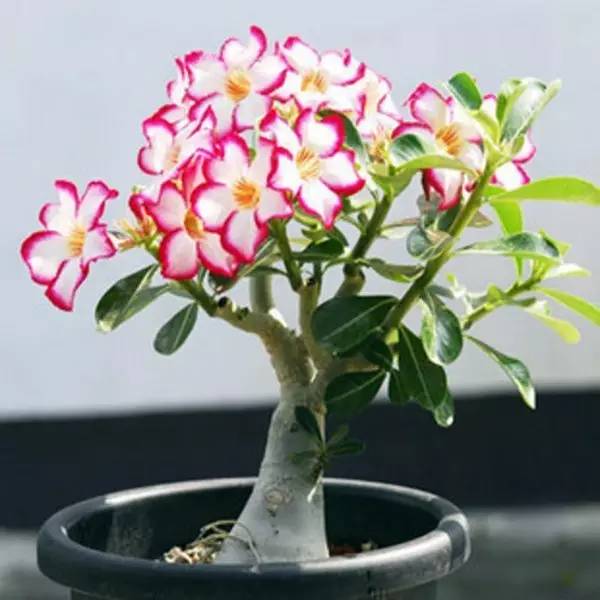 家有萌宠专治各种动物,家有萌宠专治什么病