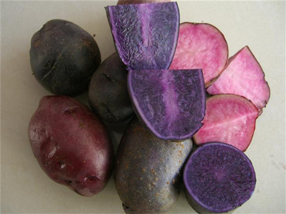 你好!那个叫“洋芋”的马铃著同志!