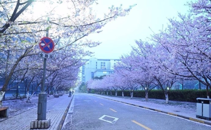 樱花限定款,一起粉出少女味|时令