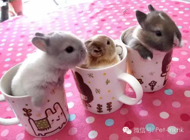 小兔砸月亮,小兔砸崽子