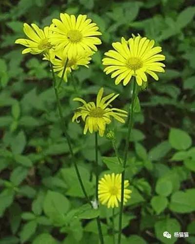 3月28日绿豹毒生日花语