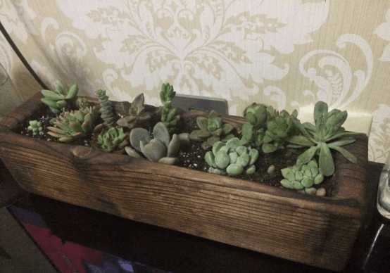 多肉可以用木头种植吗,在家养多肉省钱的最高境界