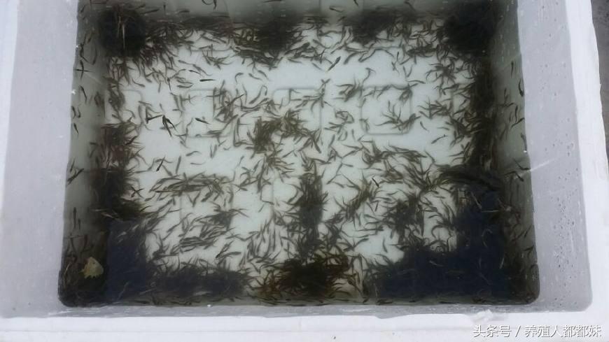 泥鳅苗和养殖技术哪里提供,泥鳅苗养殖推荐