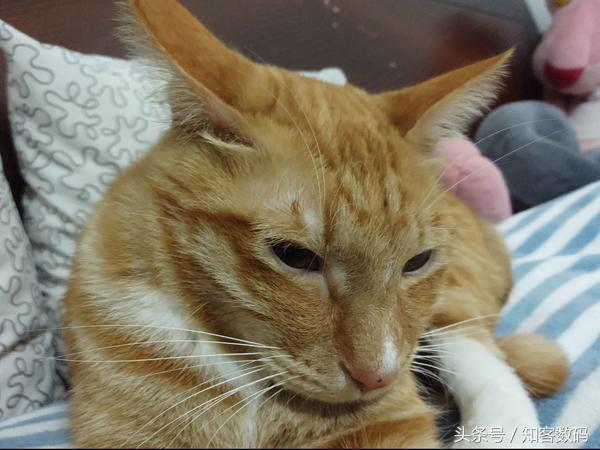 小米5c实测王者荣耀,小米5c评测