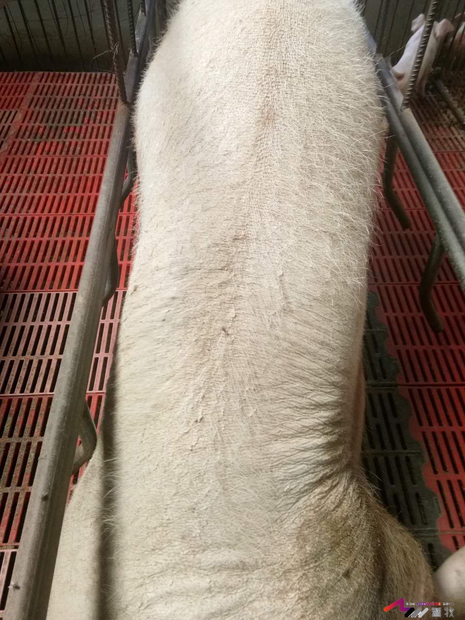 母猪犬坐的原因分析，多图-樊福好健康管理论坛-聊天全记录