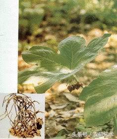 中草药图谱大全高清,中草药图片及名称