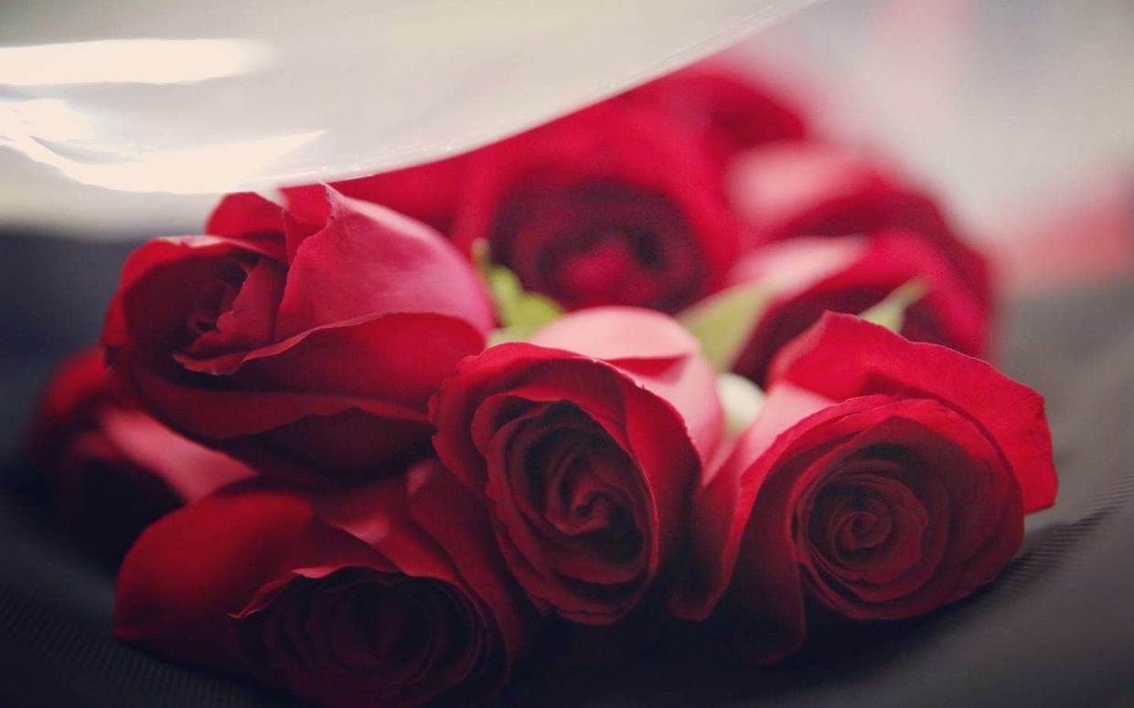 玫瑰花爱情花语,玫瑰花爱情句子