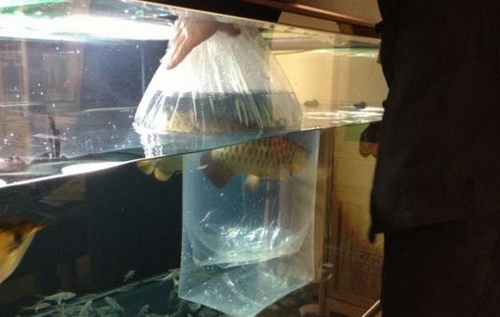 龙鱼腹鳍恢复过程,龙鱼拔鳞手术需要注意什么