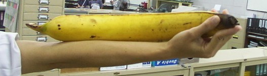 魔力鸟穆里尼奥狂奔,魔力鸟曼联