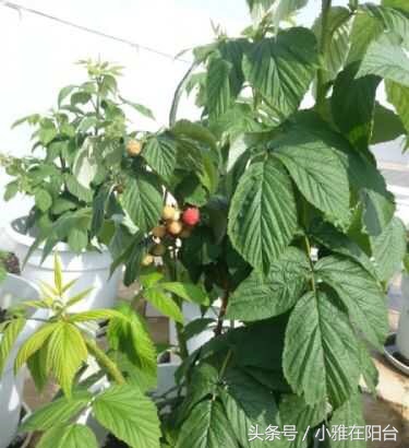 在自家阳台种草莓怎样种得更快,阳台种草莓怎样才能结果多