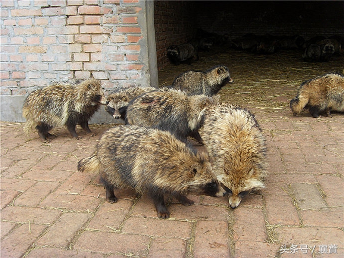不是*局骗**但是赚钱很难，4种毛皮动物发展受阻