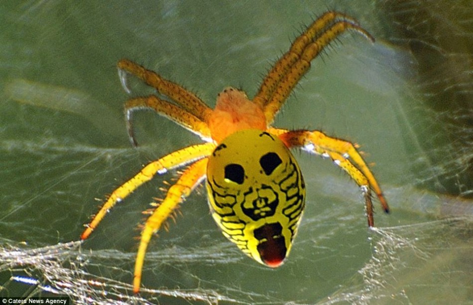 盗墓贼的自述,盗墓笔记尸鳖蛊虫