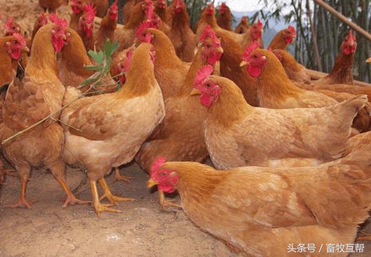 养殖人养鸡,养殖业中养鸡是如何养的