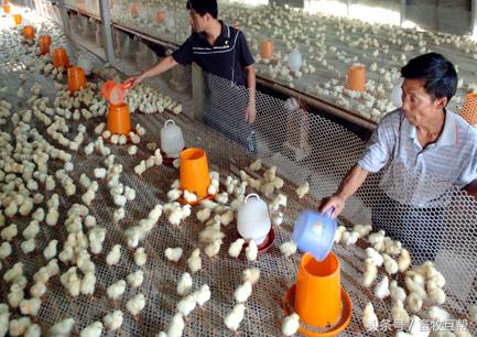 养殖人养鸡,养殖业中养鸡是如何养的