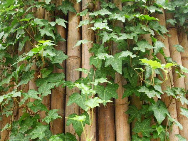 常春藤可以栽在假山上吗,心形常春藤盆栽