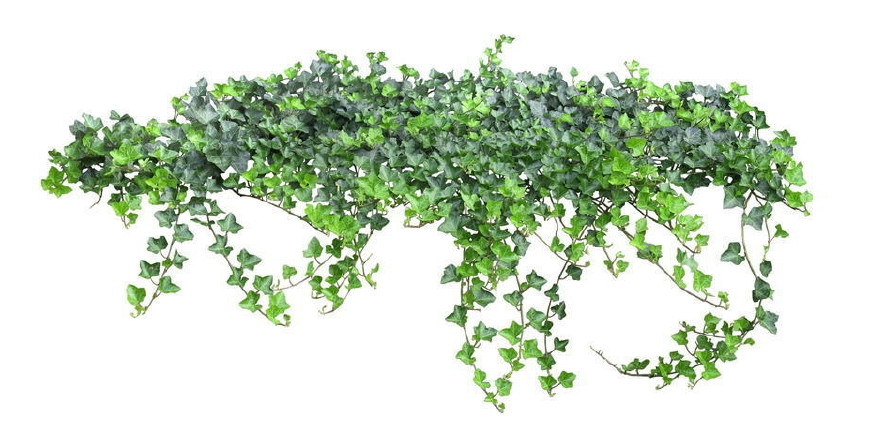 常春藤可以栽在假山上吗,心形常春藤盆栽