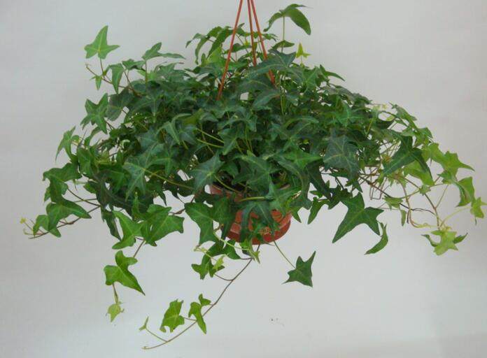 常春藤可以栽在假山上吗,心形常春藤盆栽