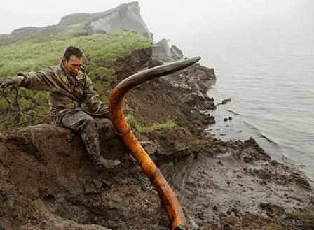 中国挖猛犸象牙 (俄罗斯人挖掘猛犸象牙)