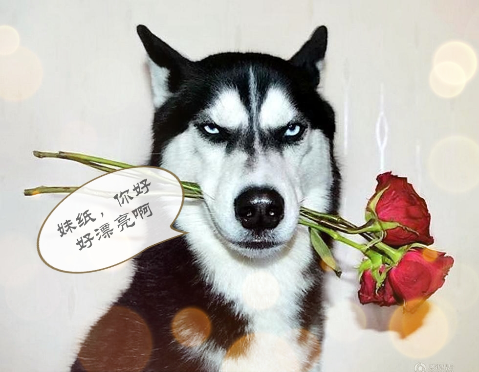 哪个星座的男生最怕女生,狗狗告诉你什么事