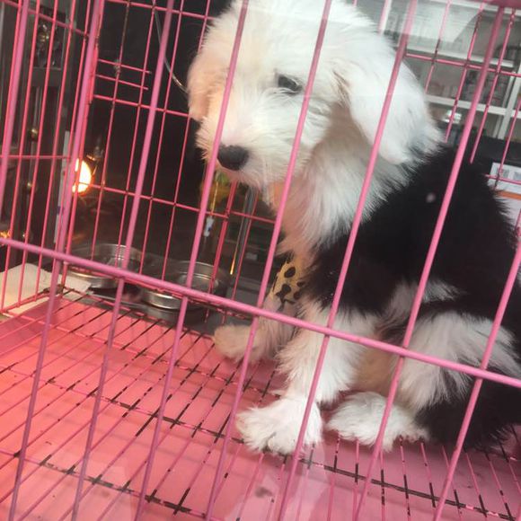 去狗市,1300元买下这只未满两月的古牧,我们的噩梦就开始了