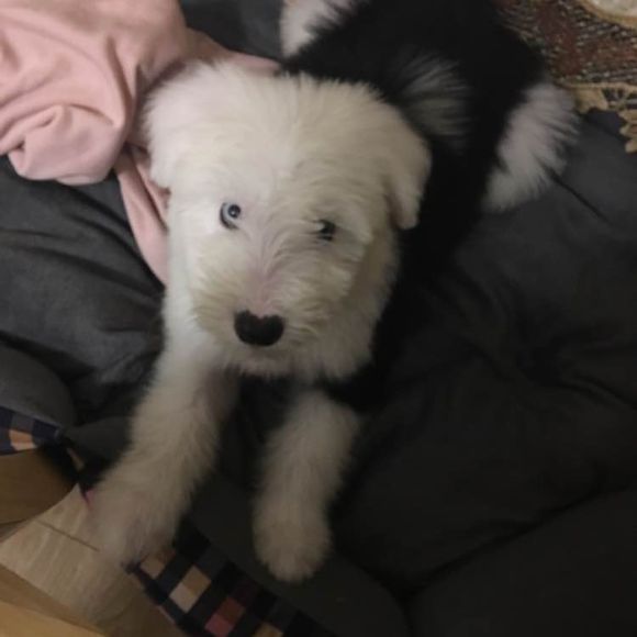 去狗市,1300元买下这只未满两月的古牧,我们的噩梦就开始了