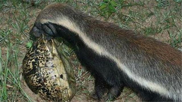 蜜獾平头哥日记,平头哥蜜獾越狱动画