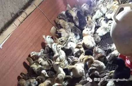 药用动物养殖品种大全,养殖高价值品种动物