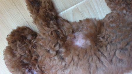 泰迪生病的十大征兆,泰迪生病有哪些症状