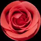 歌舞伎面孔,双重歌舞伎