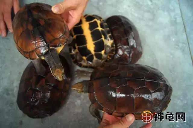 南石龟为什么建议养,为什么人家推荐养龟就养南石龟