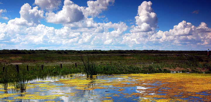 达里诺尔湖鸟类排名,鸟类的天堂达里诺尔湖
