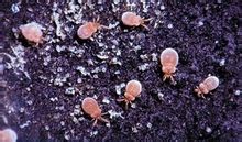 春季踏青注意事项,春季踏青安全注意事项