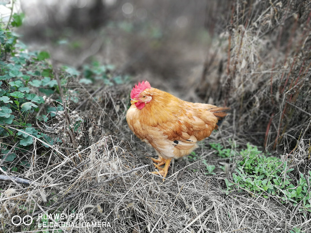 徕卡双摄作品,华为p10徕卡双摄怎么用