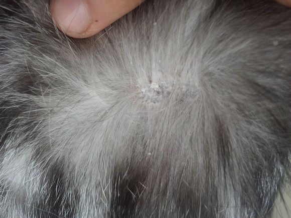 猫癣传染给人怎么治疗好得快,猫癣传染人好治吗