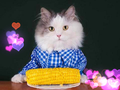 猫癣传染给人怎么治疗好得快,猫癣传染人好治吗