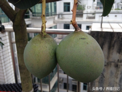 芒果种子切烂了一点还可以种吗,芒果籽该丢吗