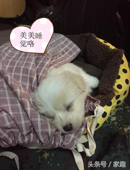 怎么辨别狗狗是真的萨摩耶,怎么判断萨摩耶狗狗纯不纯